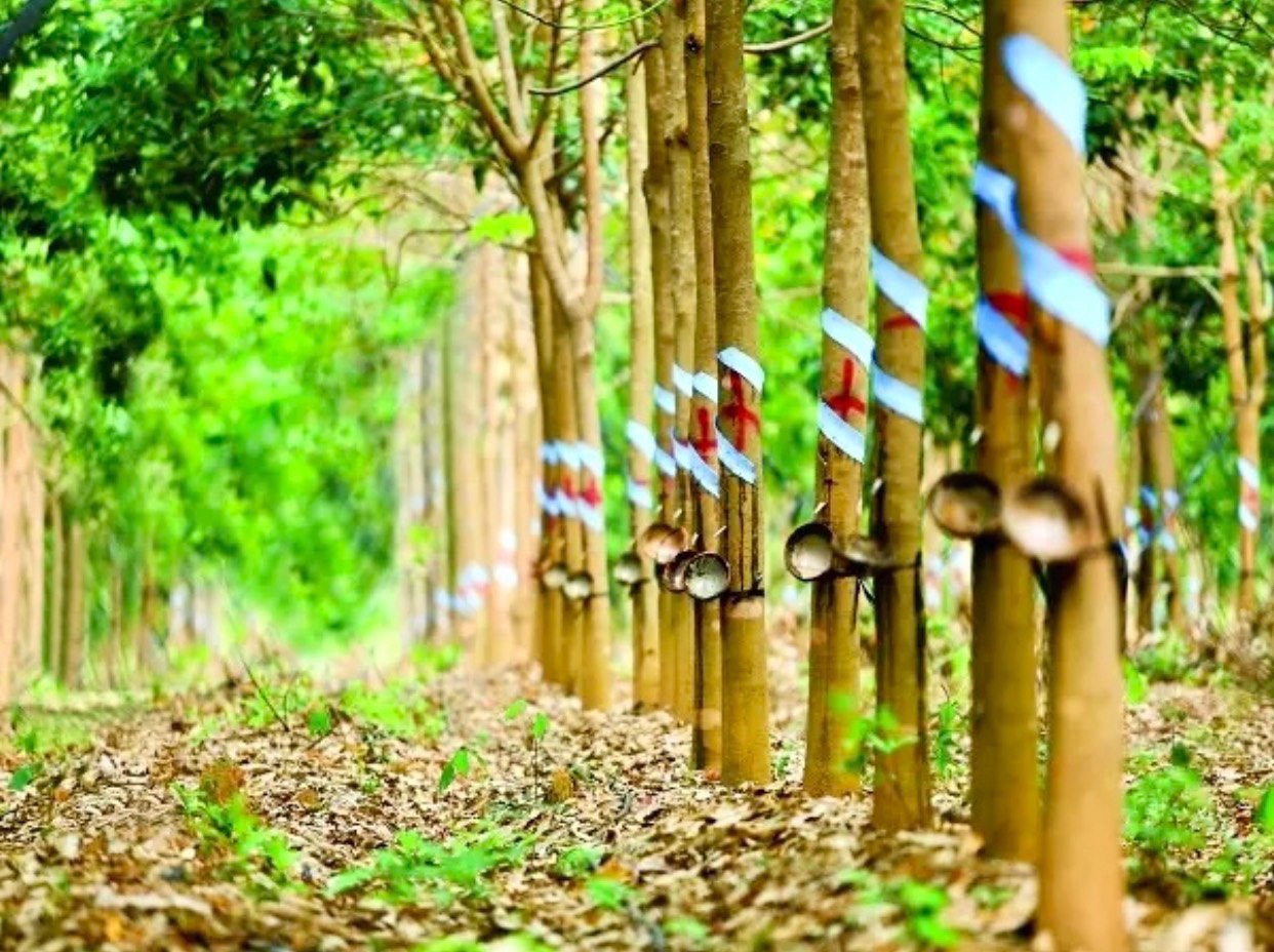Ngành cao su bừng sáng: Nguồn cung thiếu hụt và cầu bật tăng đẩy giá lên cao